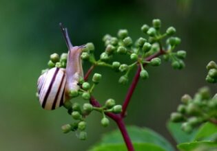 Héliciculture: une filière qui vaut son pesant d’or
