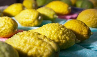 Première importation israélienne d'etrog du Maroc