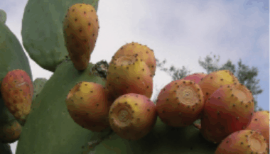 32 MDH pour mieux commercialiser l'argan et les figues de barbarie