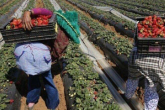 Cueillette de fraises: les ouvrières marocaines seront bloquées à Huelva en juin