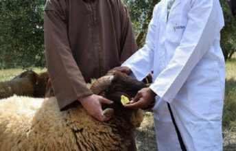 Aïd Al Adha 2020: les conseils sanitaires à ne pas négliger