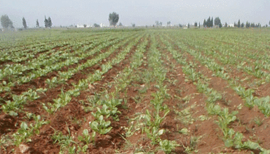 OCP et le ministère de l’Agriculture vont encourager l’utilisation des engrais