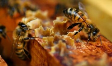 La France interdit 5 pesticides dans l'agriculture