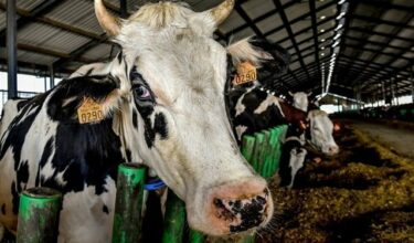 Le lait équitable, une recette profitable en Europe, mais encore confidentielle