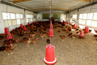 De la production à la commercialisation, le circuit complet de la volaille expliqué par le directeur de la FISA