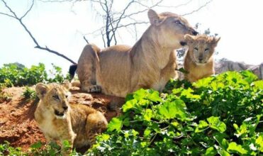 Rabat : naissance de cinq lionceaux de l’Atlas au Jardin zoologique national (vidéo)