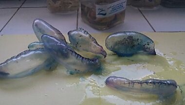 Ces méduses que l'on peut rencontrer sur les côtes marocaines