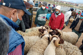 Interdiction des déplacements : éleveurs et &ldquo;kessaba&rdquo; dans la tourmente