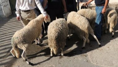Putréfaction des viandes de l'Aïd: Les pharmaciens du sud accusent les vétérinaires