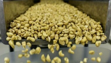 La Côte d'Ivoire, 1er producteur mondial, veut transformer son or gris: la noix de cajou