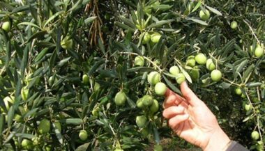 Oléiculture : la production d’olives dépendra des pluies dans les prochains jours
