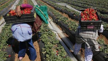 Le Maroc prépare &ldquo;un système d'accompagnement&rdquo; des ouvrières saisonnières en Espagne