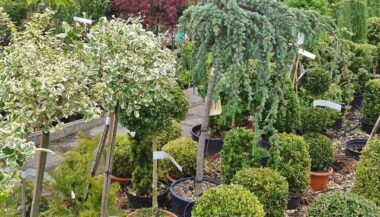 Le Maroc veut durcir le contrôle de la santé des végétaux