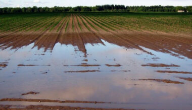Les dernières pluies sans grand impact sur la campagne agricole