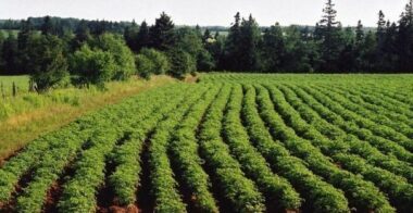 Retard pluviométrique : Prières rogatoires ce vendredi