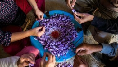 Au Maroc, les producteurs de safran bataillent contre les contrefaçons