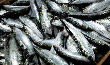 Conserves de poisson : les industriels veulent avoir un accès prioritaire au poisson pélagique   