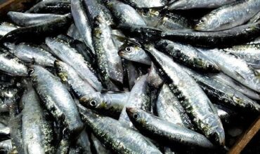 Le kilo de sardines à 5 dirhams, décryptage d’un prix choc qui défie toute concurrence