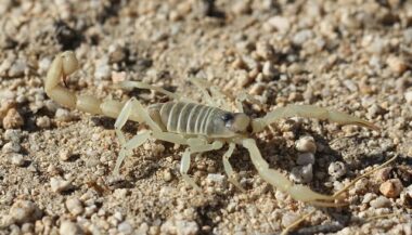 Les mesures préventives pour éviter les piqûres de scorpion et morsures de serpent