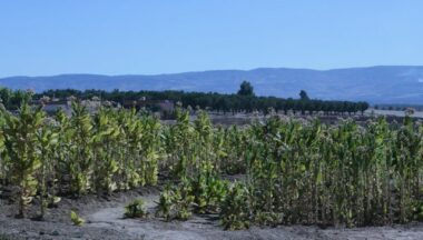 Culture du tabac au Maroc : le tabou rentable