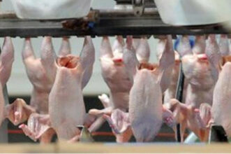 La vidéo d'un vendeur de volailles impropres à la consommation piégé est une mise en scène