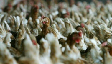Fisa: la marque &ldquo;Vot'santé&rdquo; n'est pas certifiée pour produire le poulet fermier