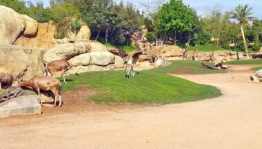 Casa Aménagement toujours à la recherche d’un prestataire pour l’entretien du zoo de Aïn Sebaâ