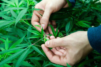 Cannabis. Un programme de recherche de l'INRA pour conserver les semences marocaines