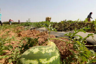 Limitation de la superficie des plantations de pastèques dans la province de Zagora