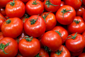 Voici les raisons de la nouvelle hausse du prix de la tomate ronde