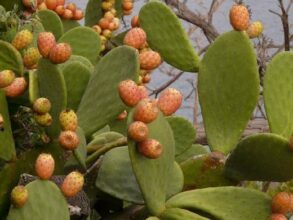 Figues de Barbarie: la cochenille fait de plus en plus de ravages