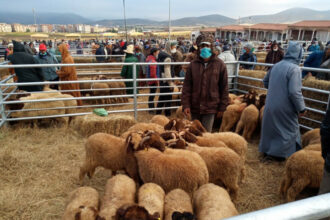 Aïd Al Adha : Le mouton flambe malgré l’abondance de l’offre  