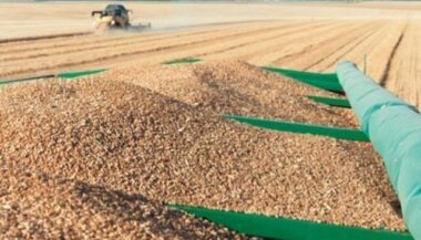 Stock stratégique de blé tendre : près de 12 millions de quintaux sécurisés