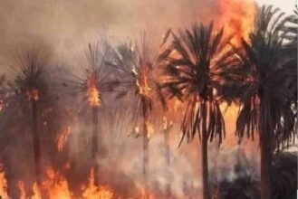 Le feu dévore près de 15 hectares de palmiers dans une oasis dans la province de Zagora