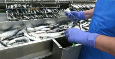 Les industriels de la conserve de poisson s’inquiètent d’une &ldquo;crise sans précédent&rdquo;