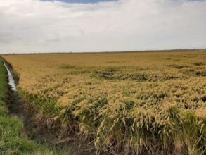 Face à l'explosion des importations de riz, le Maroc ouvre une enquête de sauvegarde