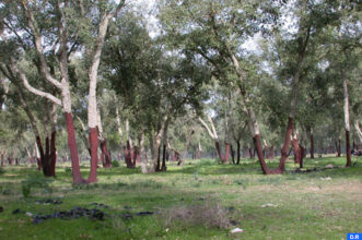 L'ANEF entame la publication quotidienne d'une carte des zones à risque d'incendie de forêt