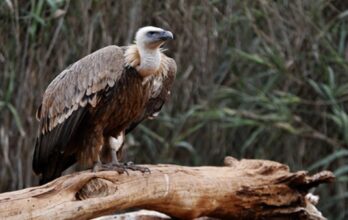Marrakech : démantèlement d’un réseau international de trafic illégal d’aigles