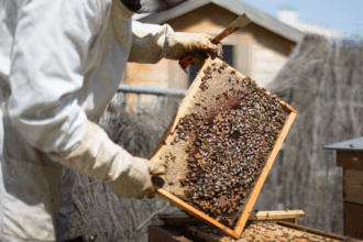 Apiculture. 900.000 ruches vont bénéficier de mesures de lutte contre la varroase