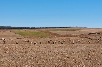 En 2024, le Maroc perd 20% de ses superficies cultivées (Sadiki)