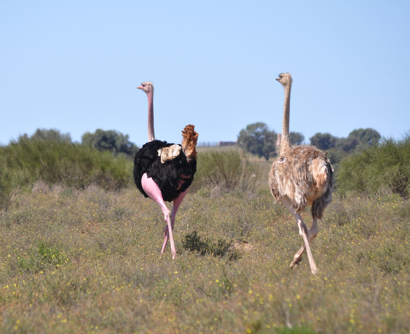 Agadir. Au pays du soleil éternel