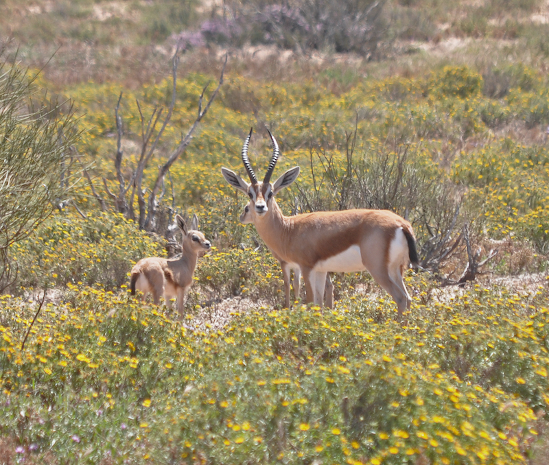 Agadir. Au pays du soleil éternel
