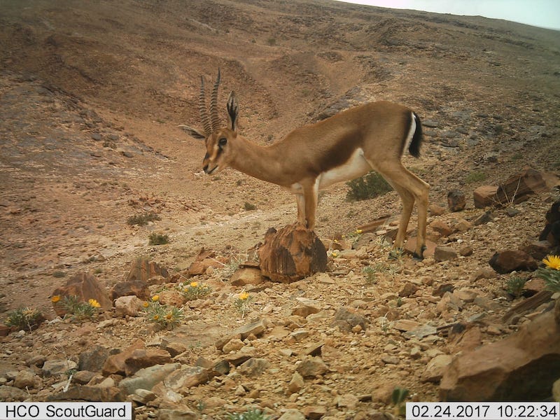 Guelmim. Les portes ouvertes vers la magie du désert