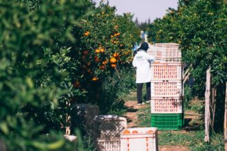 Atlas Fruits Company s’allie à Mirova et augmente sa surface de culture