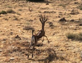 L'AFD lance le programme &ldquo;Ghabati, Hayati&rdquo;, 100 millions d'euros mobilisés