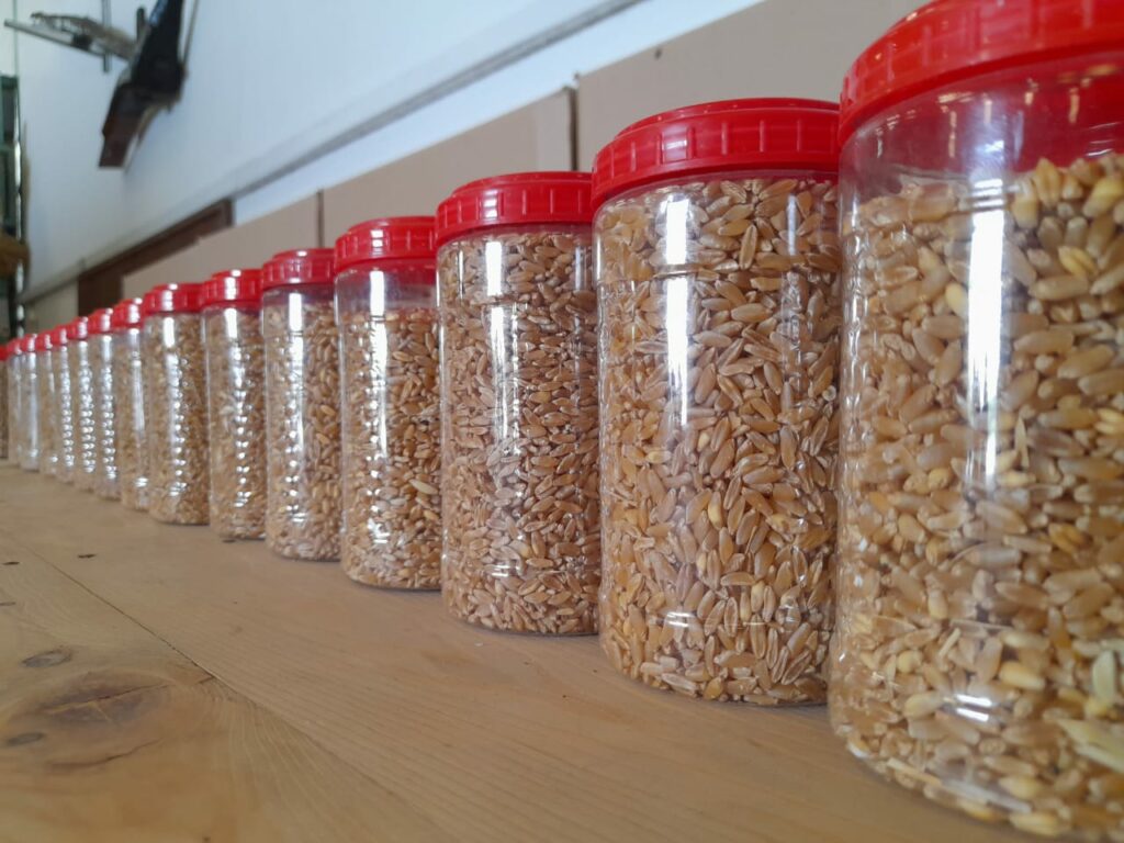 Les unités de multiplication de semences, rempart aux conditions climatiques extrêmes