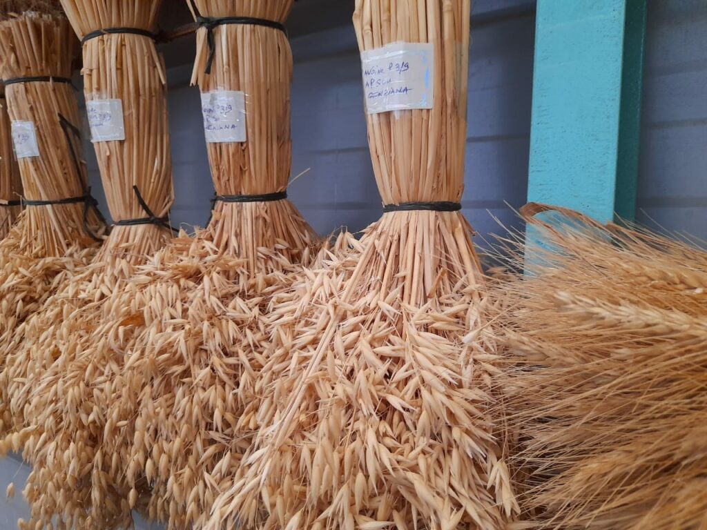 Les unités de multiplication de semences, rempart aux conditions climatiques extrêmes