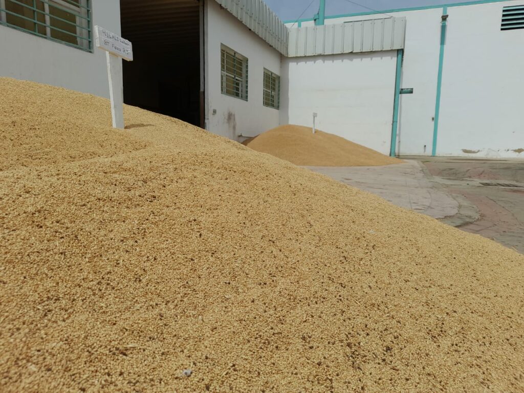 Les unités de multiplication de semences, rempart aux conditions climatiques extrêmes