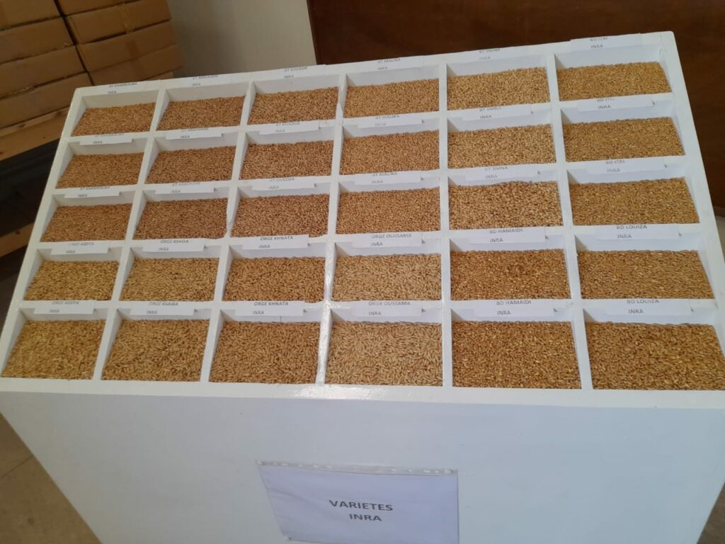 Les unités de multiplication de semences, rempart aux conditions climatiques extrêmes