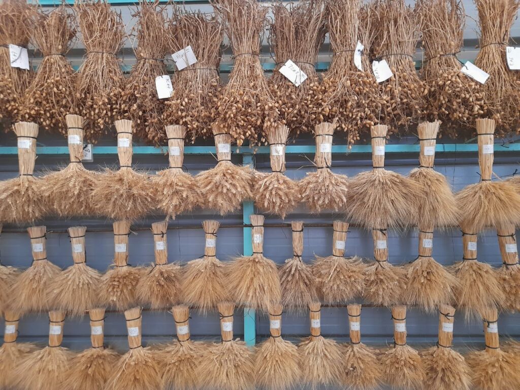 Les unités de multiplication de semences, rempart aux conditions climatiques extrêmes